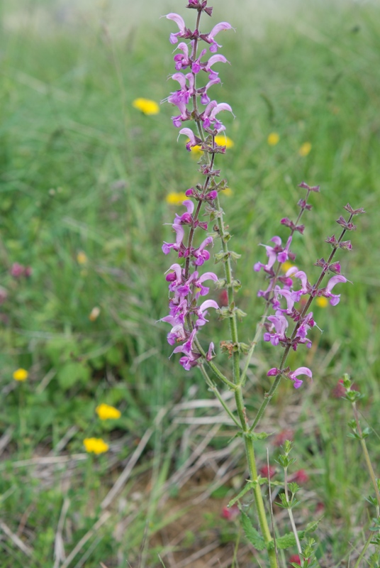 da determinare - Salvia cfr. pratensis