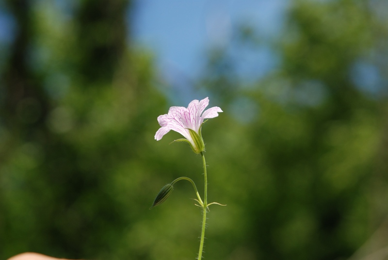Geranium versicolor