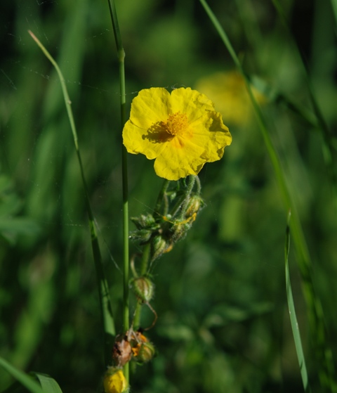 da determinare - Helianthemum mummularium