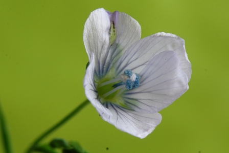 Linum bienne