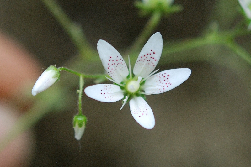 Saxifraga rotundifolia