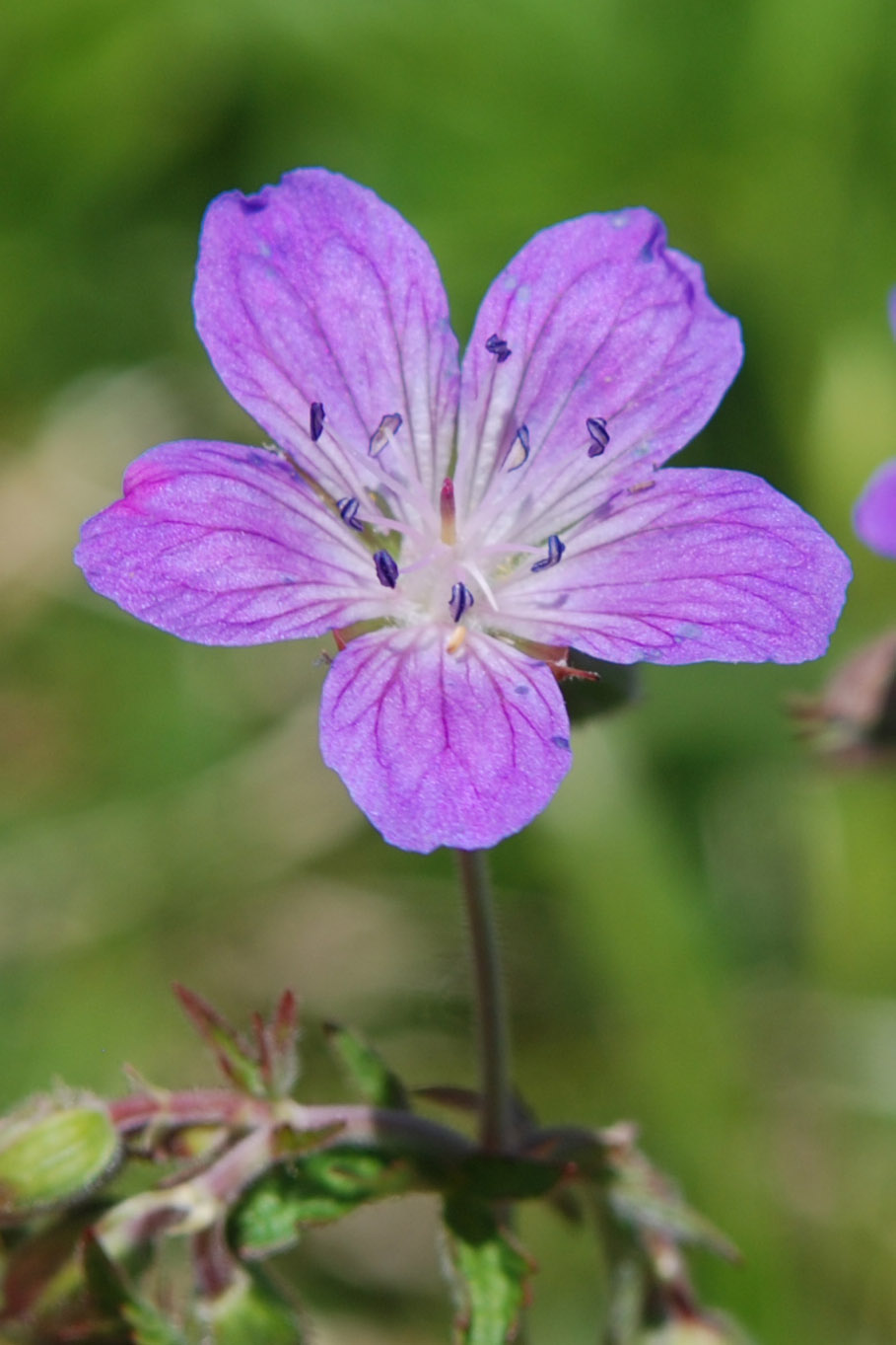 Geranium sylvaticum / Geranio silvano