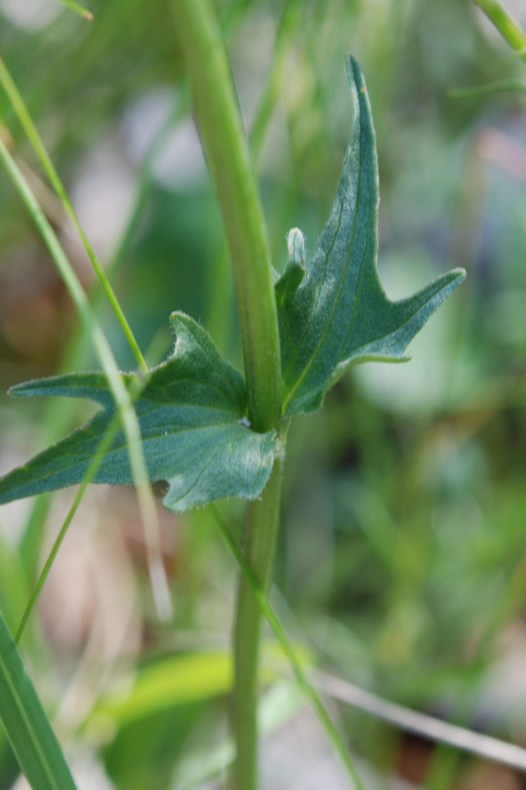 Valeriana cfr. tripteris