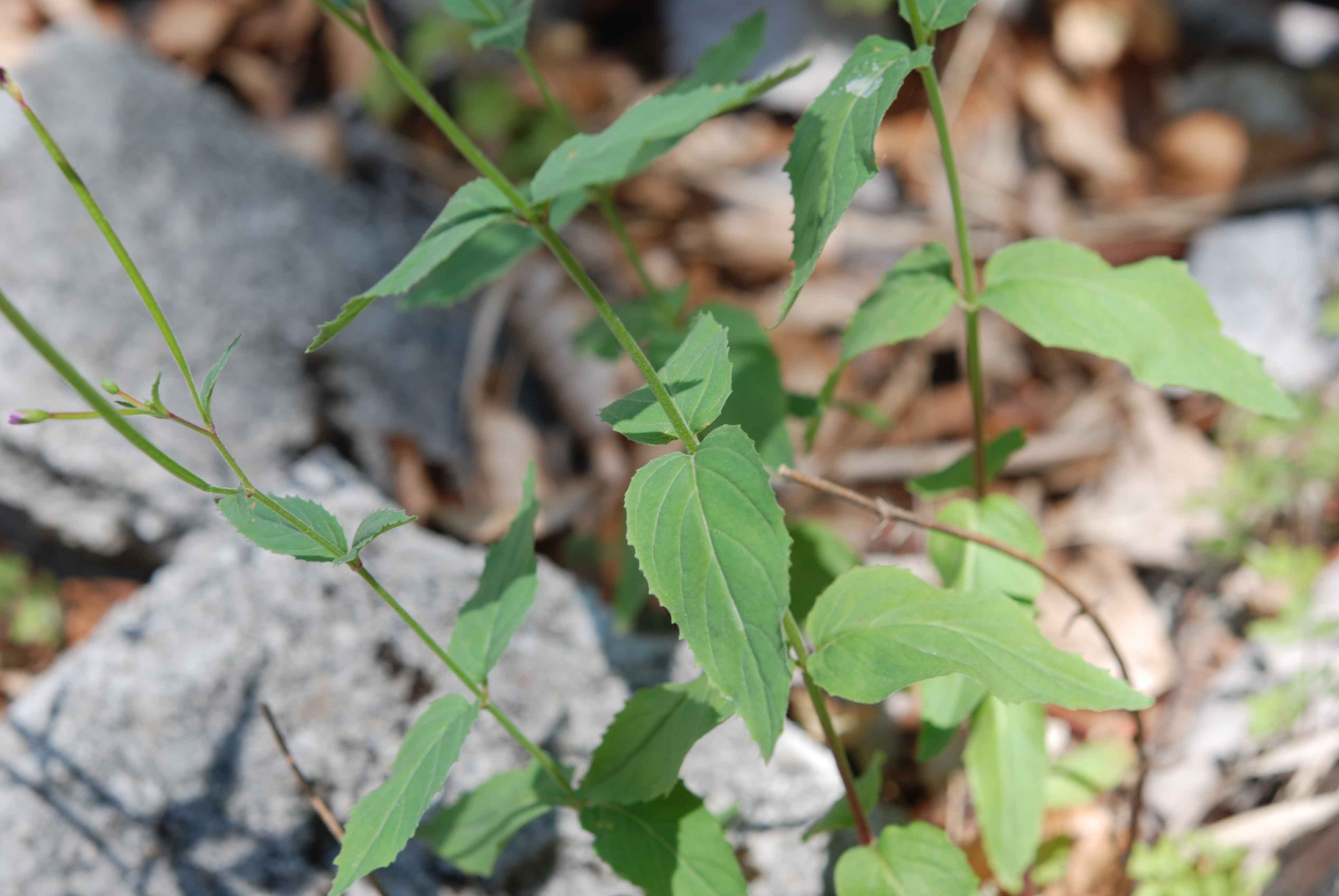 Epilobium montanum / Garofanino di montagna