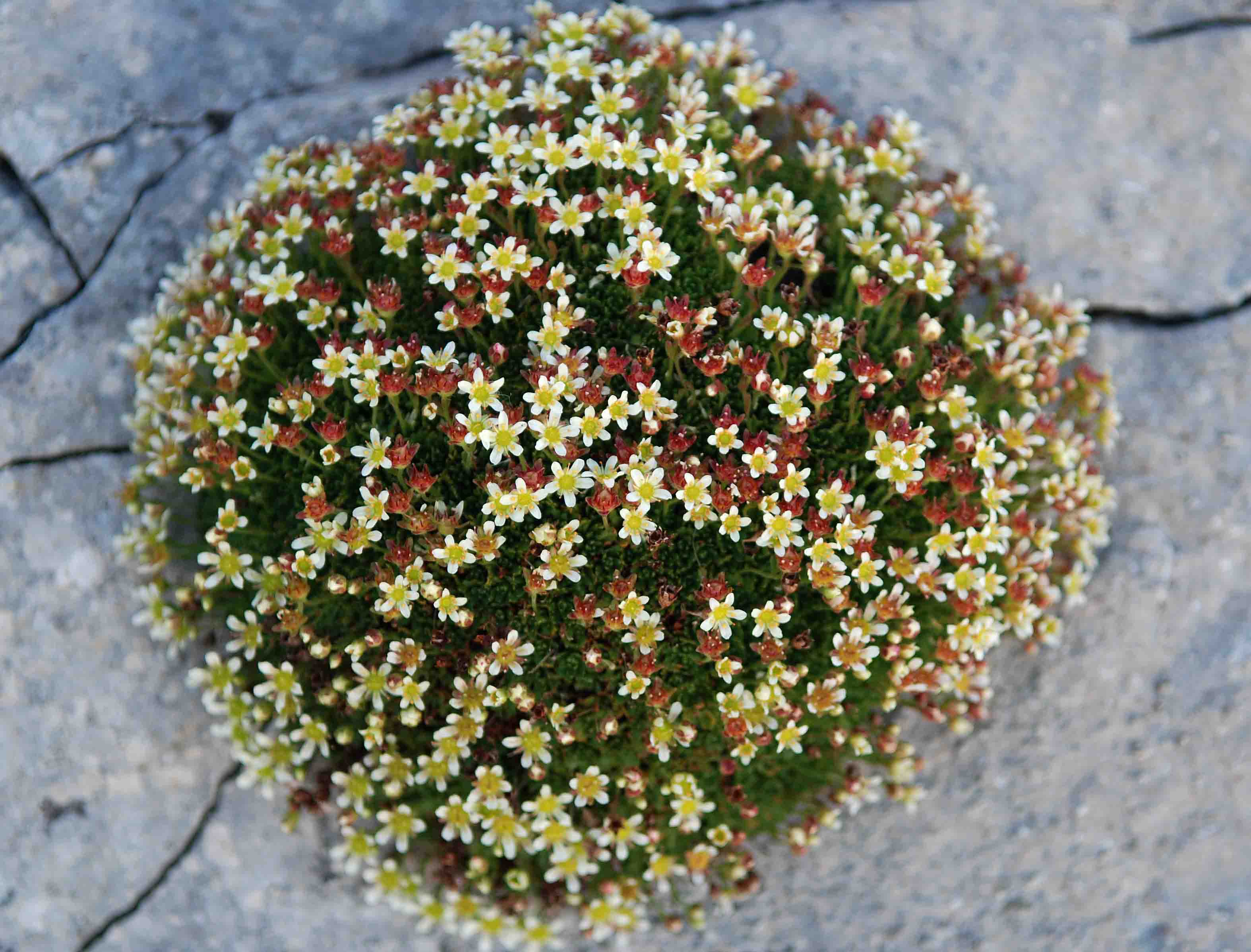 Saxifraga exarata subsp. ampullacea