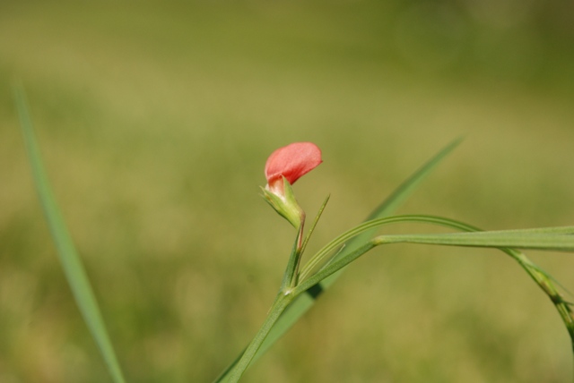 Lathyrus sphaericus
