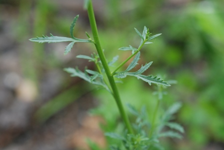 Scrophularia canina