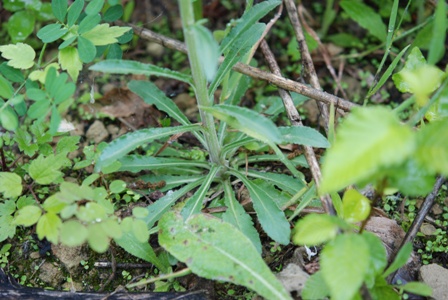 Campanula sibirica / Campanula siberiana