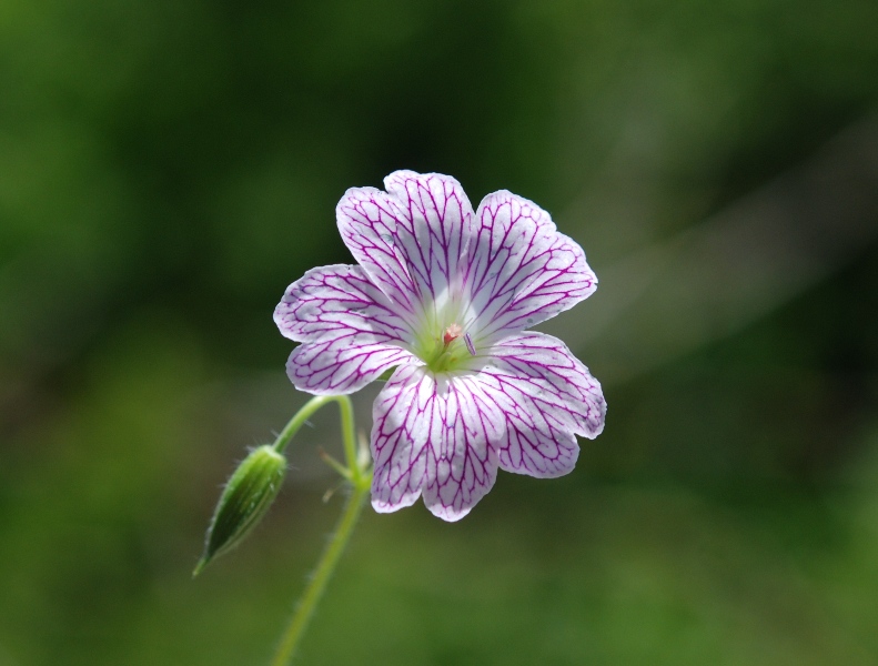 Geranium versicolor