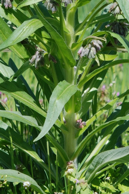 Cynoglossum apenninum (=Solenanthus apenninus) / Lingua di cane apenninica
