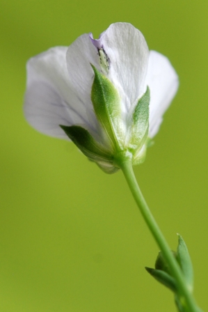 Linum bienne