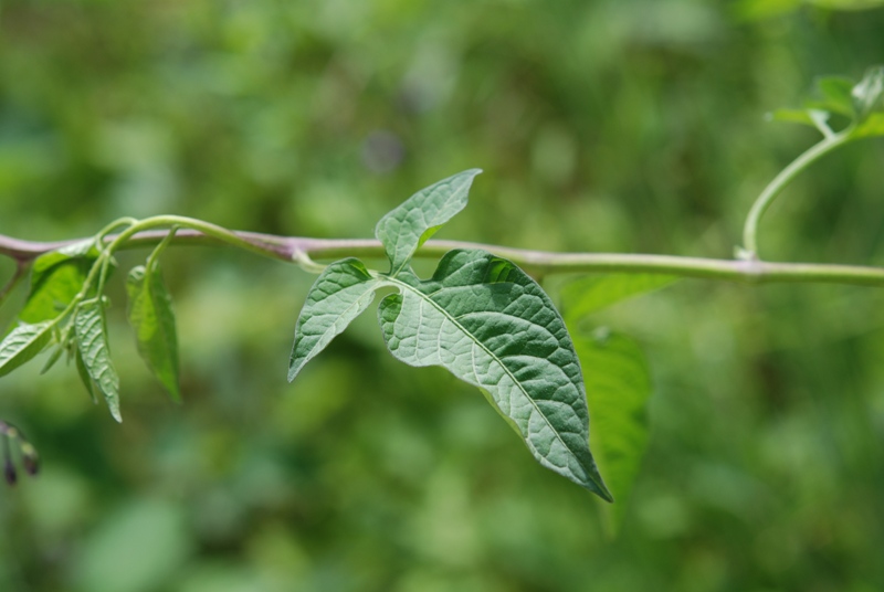 Solanum dulcamara