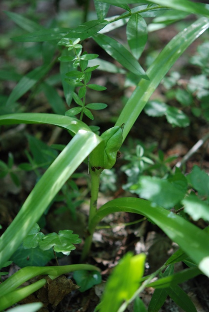 da determinare - Colchicum sp.