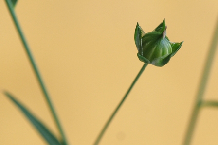 Linum bienne