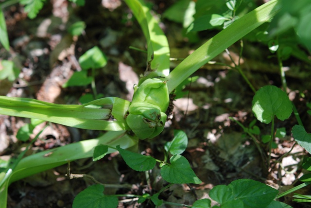 da determinare - Colchicum sp.