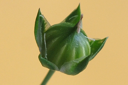 Linum bienne