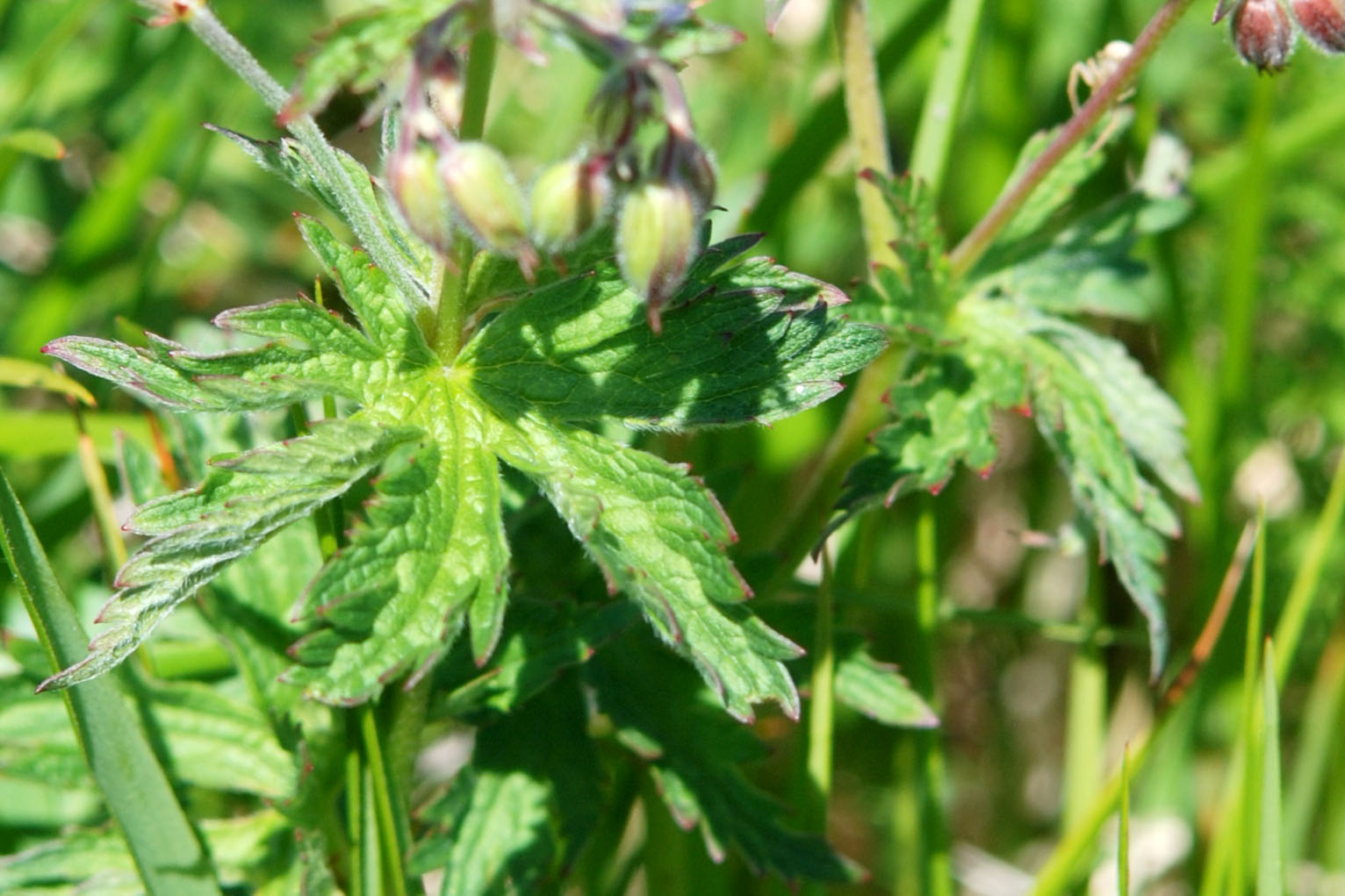 Geranium sylvaticum / Geranio silvano