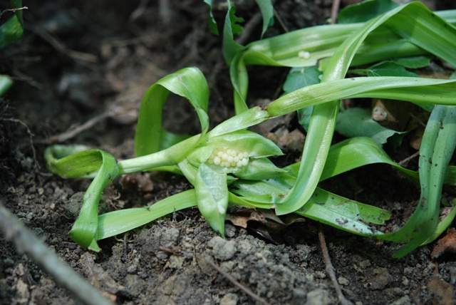 da determinare - Colchicum sp.