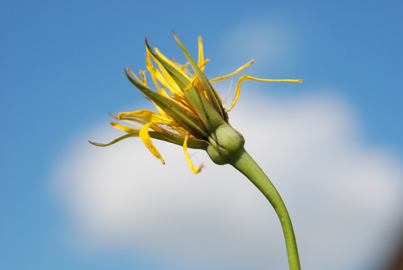 Tragopogon sp.