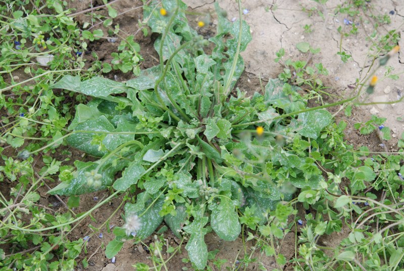 asteracea - Crepis sancta (L.) Babc