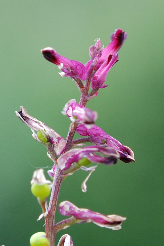 Fumaria officinalis L.