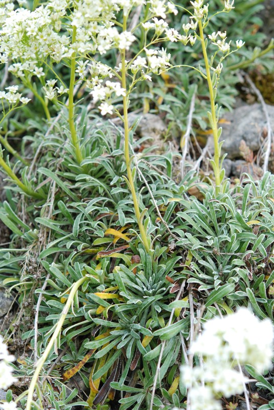 Saxifraga callosa