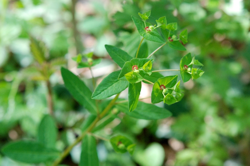 Euphorbia dulcis