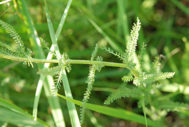 Achillea millefolium / Millefoglio comune