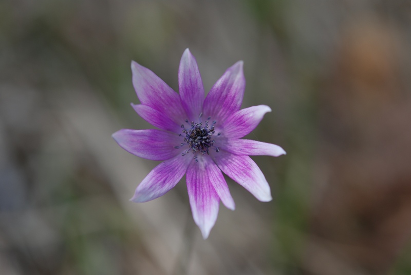 Anemone hortensis
