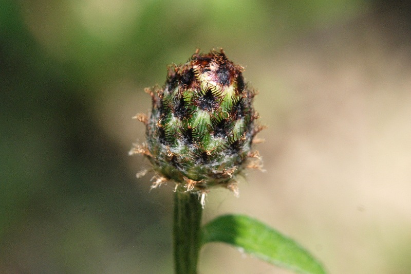 Centaurea nigriscens