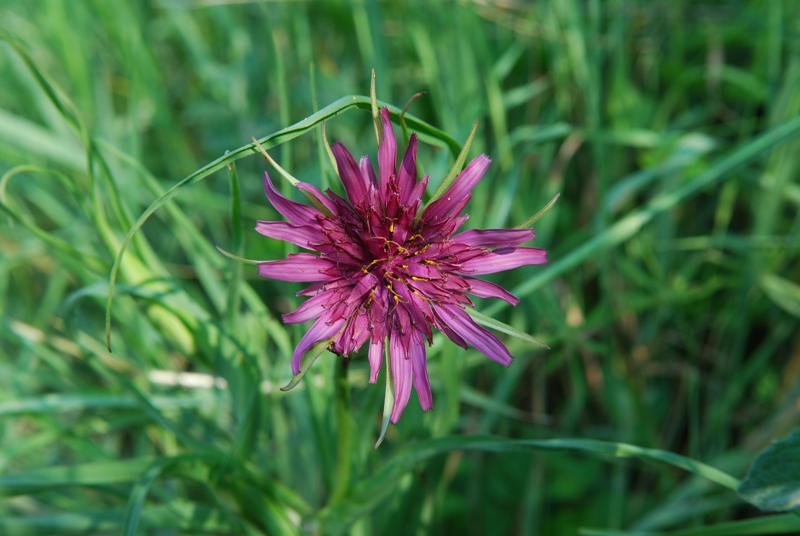 Tragopogon porrifolius