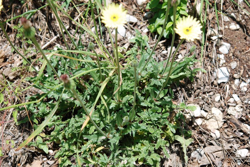 Urospermum dalechampii