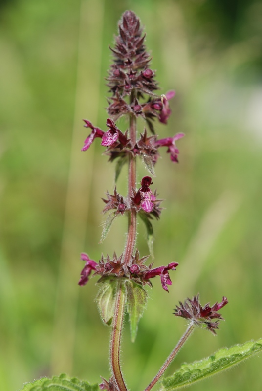 Stachys sylvatica