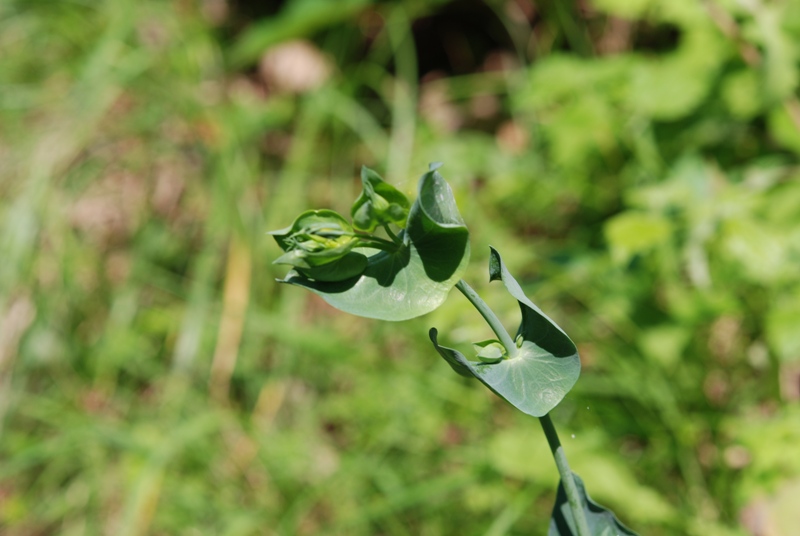 Blackstonia perfoliata
