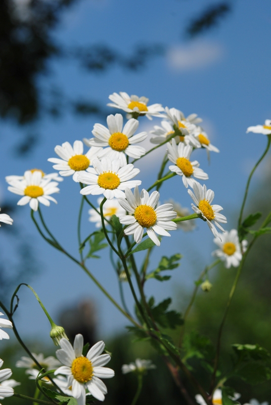 Tanacetum parthenium / Erba amara vera