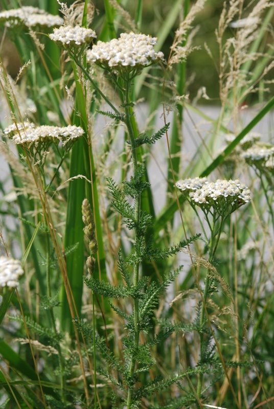 Achillea millefolium / Millefoglio comune