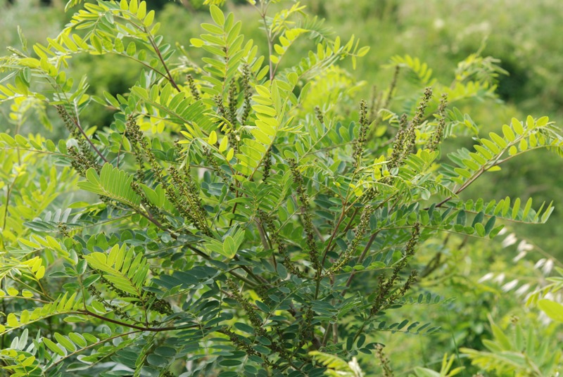 Amorpha fruticosa