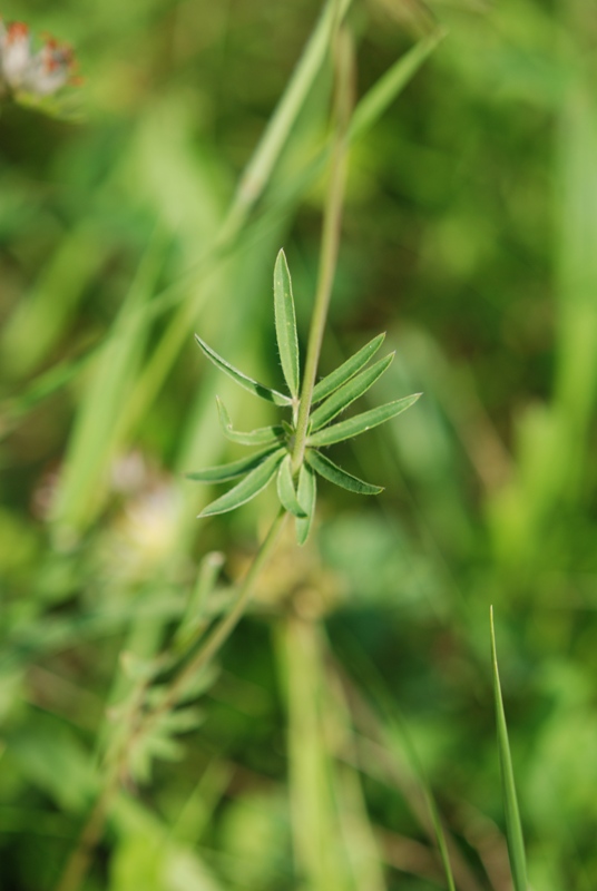 da determinare - Anthyllis vulneraria sl.