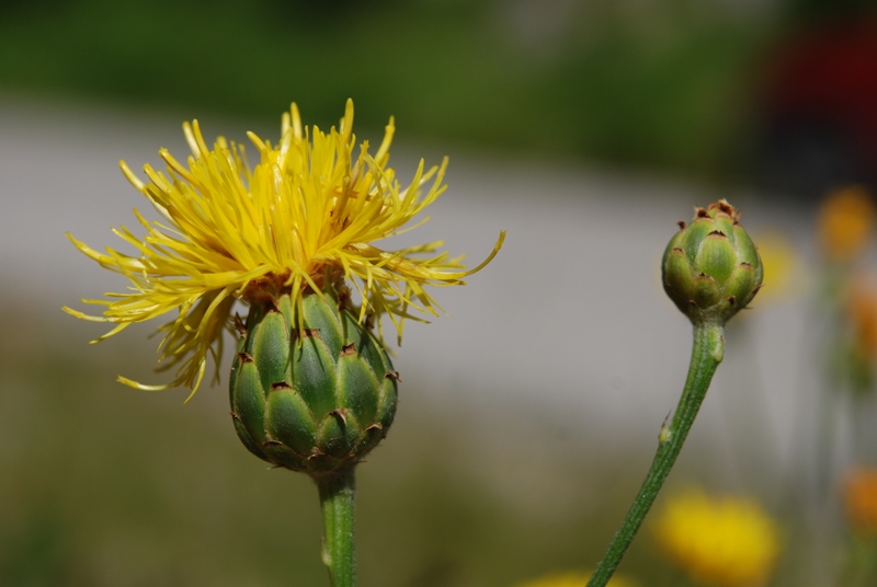 Centaurea rupestris / Fiordaliso giallo