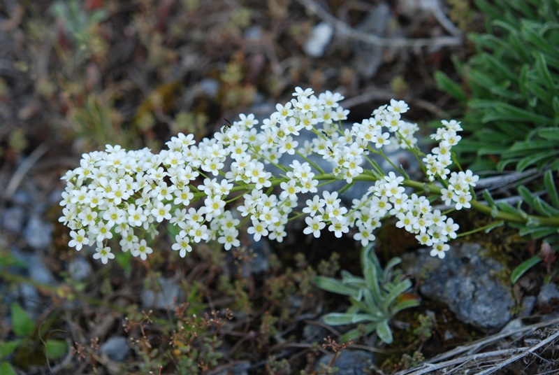 Saxifraga callosa