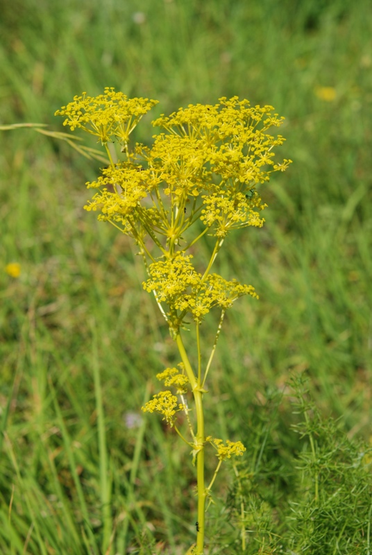 Ferulago campestris / Ferula finocchiazzo