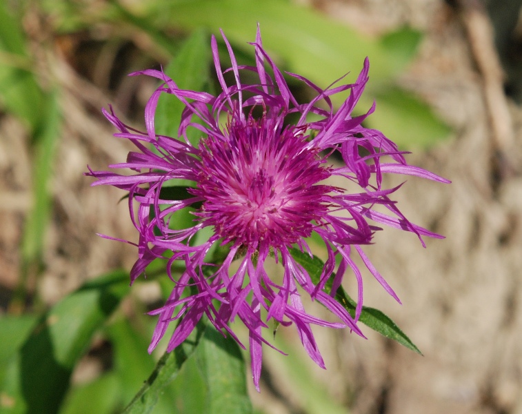 Centaurea nigriscens
