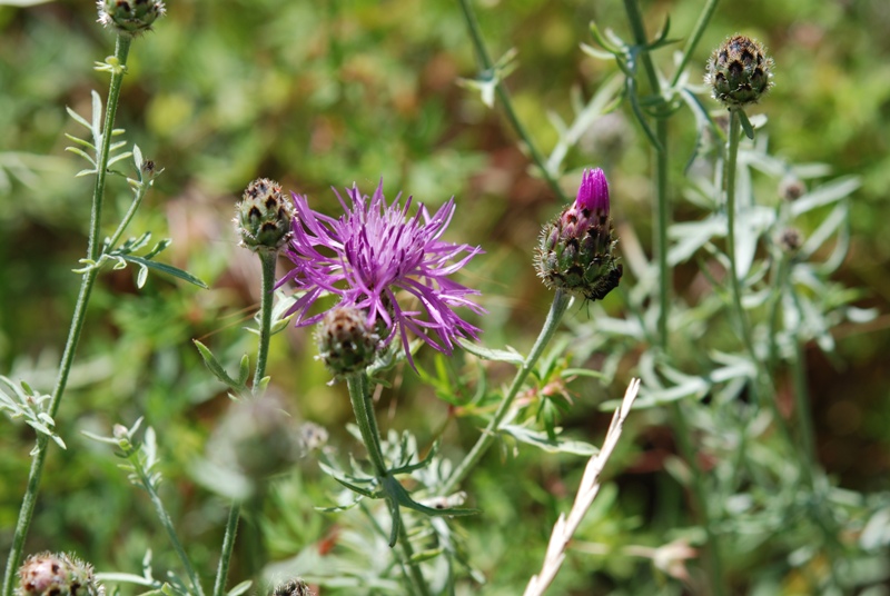 Centaurea arrigonii / Centaurea di Arrigoni
