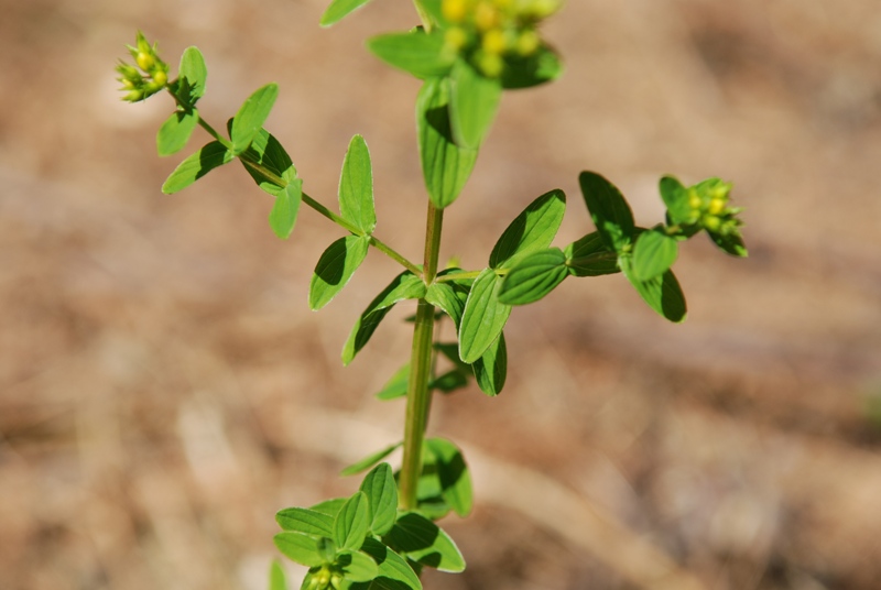 Hypericum tetrapterum / Erba di San Giovanni alata