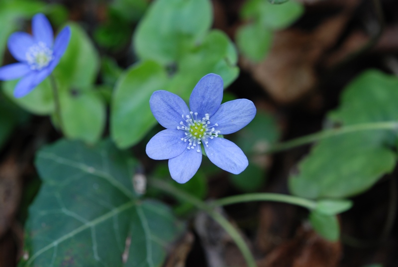 Hepatica nobilis Schreb.