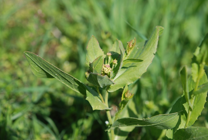 Lepidium draba