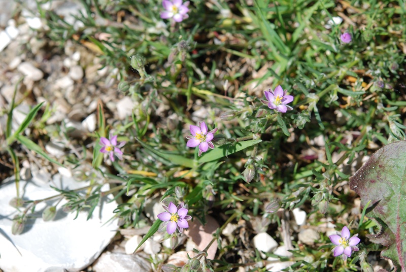 Spergularia rubra (L.) J. & C. Presl