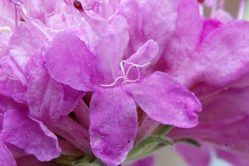Caprifoliacea - Scabiosa sp.