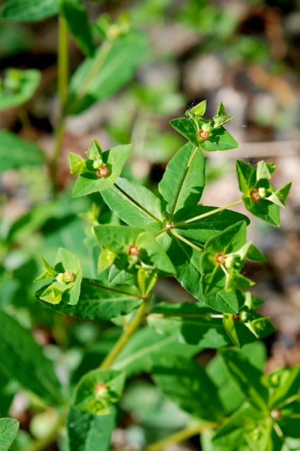 Euphorbia dulcis