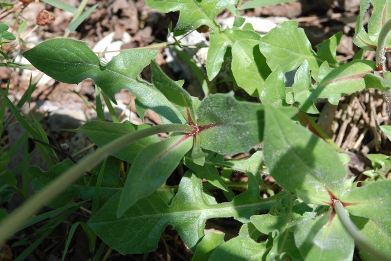 Urospermum dalechampii